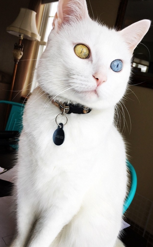 금색과 파란색의 눈을 가진 신비스런 고양이(유튜브 영상 캡처)