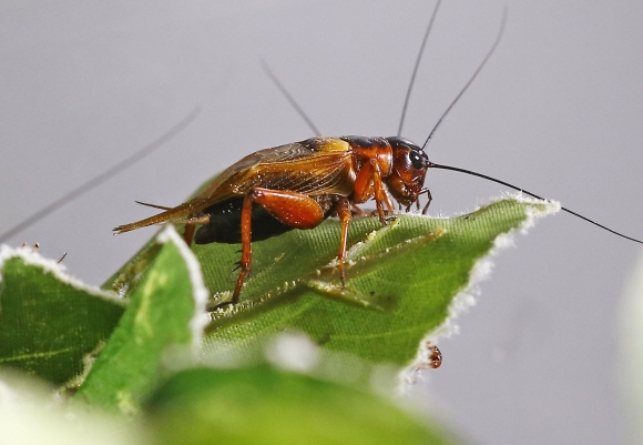 식품원료로 인정받은 귀뚜라미가 농업과학원 연구동에서 자라고 있다.