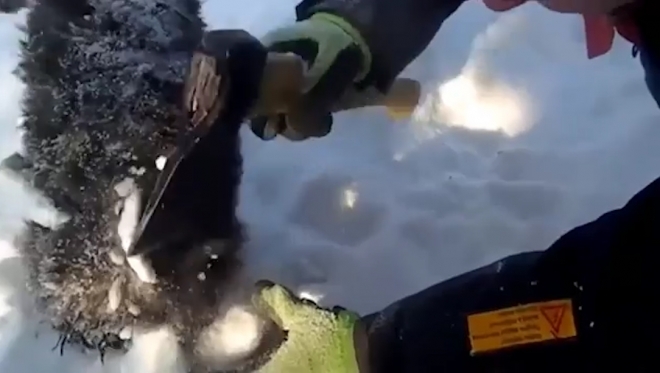 눈 속에 파묻힌 강아지의 다리에 붙어 있는 얼음눈을 손도끼로 떼어내고 있는 모습(유튜브 영상 캡처)