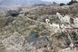 섬진강 매화 꽃 필 무렵, 그대와 함께…