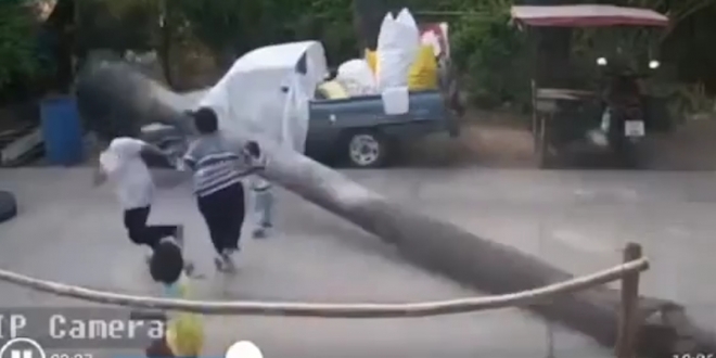 한 어린 아이가 쓰러지는 야자수에 압사당 할 뻔한 모습(유튜브 영상 캡처)