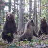 ‘아, 깜짝이야!’ 곰 가족의 화들짝
