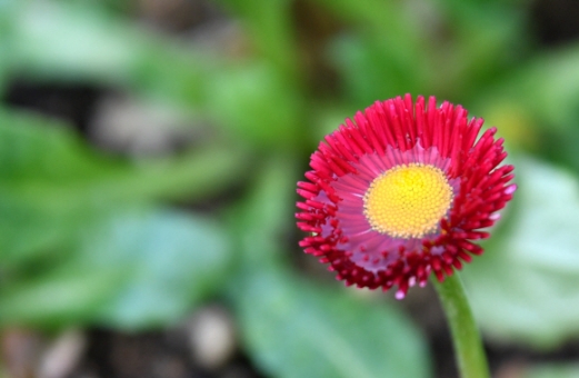 [서울포토] ‘봄비 머금은’ 꽃