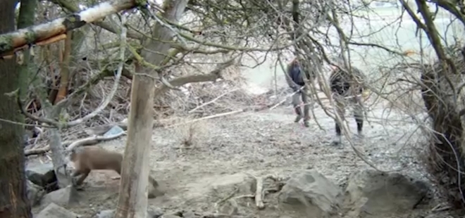 나무 위 덫에 걸린 퓨마 한마리가 관리 당국의 도움을 받아 풀려 나는 모습(유튜브 영상 캡처)