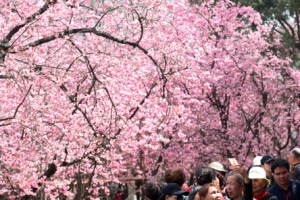 [포토] 중국 쿤밍에 먼저 온 봄