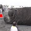 ‘나 좀 살려줘요’ 바다코끼리에 깔린 바다표범