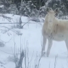 핀란드서 포착된 순백의 무스