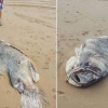호주 해변서 발견된 2m짜리 괴생명체, 알고 보니…