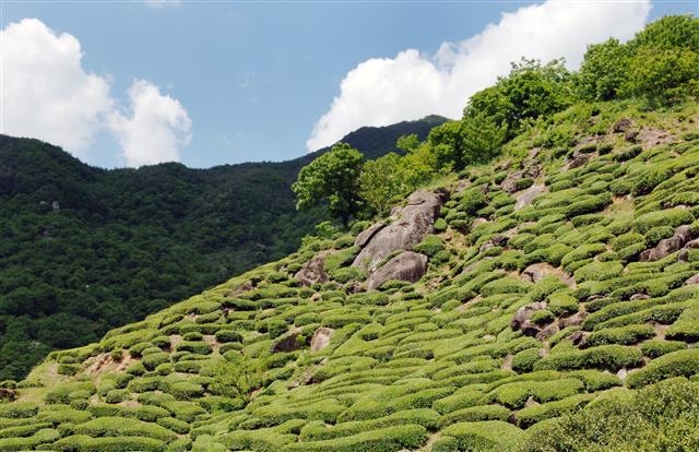 지리산 자락 산비탈에 자연 상태 그대로 조성돼 있는 야생 녹차밭.