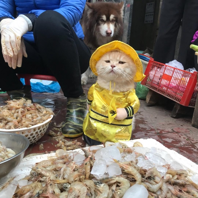 베트남 북부 항구도시 하이퐁의 한 재래시장에서 유명한 고양이 ‘쪼’  인스타그램(@dog1501)