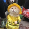 베트남 ‘생선 파는 고양이’ SNS 스타…귀여운 복장에 시크한 표정