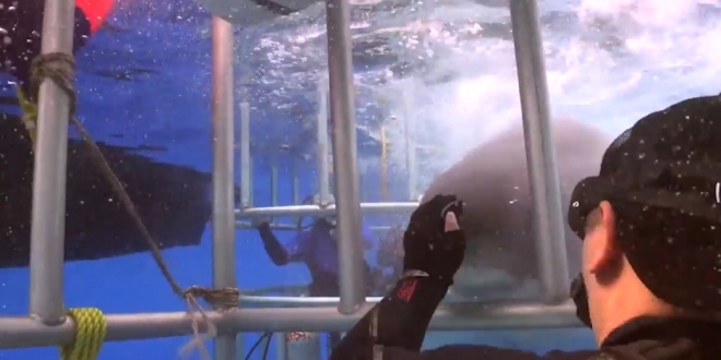 백상아리 코를 문지르는 용감한 다이버 모습(유튜브 영상 캡처)