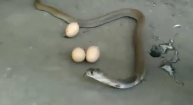 삼켰던 세개의 알을 토해낸 인도코브라 모습(유튜브 영상 캡처)