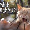 [영상] ‘누가 그의 땅콩을 가져갔나’…길고양이 중성화가 필요한 이유