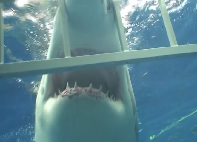 배가 몹시 고픈듯한 대백상어 한 마리가 케이지 속 다이버를 공격하는 모습(유튜브 영상 캡처)