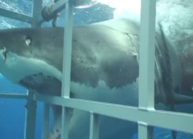 배가 몹시 고픈듯한 대백상어 한 마리가 케이지 속 다이버를 공격하는 모습(유튜브 영상 캡처)