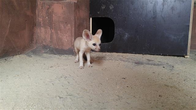 국제 멸종위기종 ‘사막여우’.