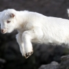 [포토] 강아지인 줄…아기 염소의 ‘귀여운 점프’