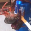 맥주 캔 매달려 담배 피우는 가재 화제