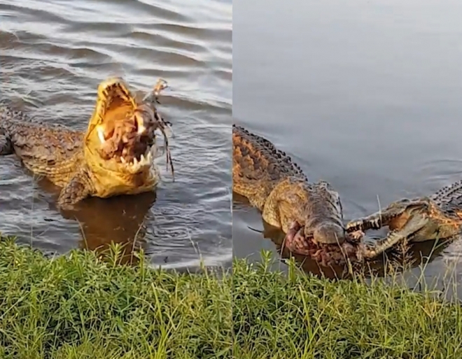 남아프리카 공화국 크루거 국립공원에서 포착된, 임팔라 뒷다리를 물고 있는 나일 악어와 그 먹이를 빼앗으려는 또 다른 악어 모습(유튜브 영상 캡처)