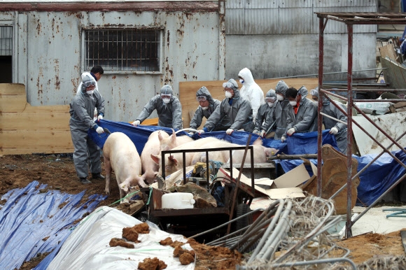 27일 A형 구제역 확정 판정을 받은 경기 김포의 한 돼지농장에서 방역당국 관계자들이 살처분을 하고 있다. 돼지에서 A형 구제역이 발생한 것은 이번이 처음이다. 연합뉴스