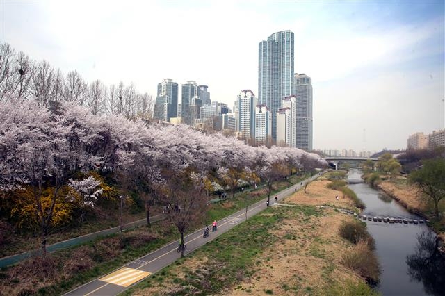 서울 강남구는 구 주도로 국내 생태하천 복원 1호가 된 양재천에 대해 명소화 2기 사업으로 자연성과 경관성을 한층 강화한다고 27일 밝혔다. 지난해 4월 중순 양재천 벚꽃 축제 당시 도곡동 쪽에서 바라본 양재천 전경. 양재천을 사이에 두고 양쪽으로 보행로와 함께 자전거길이 정비돼 있으며 나무와 꽃이 대거 식재돼 있다. 강남구 제공