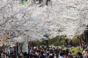 [3구 3색 벚꽃축제] 호숫가는 ‘꽃보다 예술’
