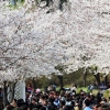 [3구 3색 벚꽃축제] 호숫가는 ‘꽃보다 예술’