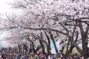 [3구 3색 벚꽃축제] 여의도로 ‘욜로 와요’