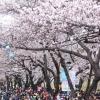 [3구 3색 벚꽃축제] 여의도로 ‘욜로 와요’