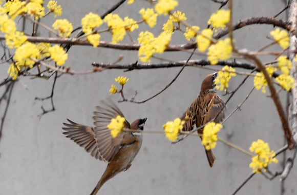 새들도 반가운 봄 어느새 다가온 봄의 중턱에 참새들이 활짝 핀 산수유 꽃에서 봄을 즐기고 있다. 그토록 매서웠던 추위를 버틴 새들이기에 이번 봄은 더욱더 반가웠을 것이다. 세상은 또 이렇게 기지개를 펴나 보다. 도준석 기자 pado@seoul.co.kr