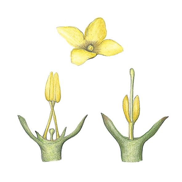 개나리에는 두 종류의 꽃이 있다. 수꽃과 비슷한 역할을 하는 단주화(왼쪽)와 암꽃과 비슷한 장주화(오른쪽).