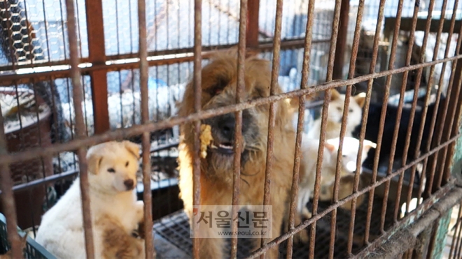 지난해 11월 경기도 시흥의 한 불법 번식장 내 철창에 갇혀 있는 개들. [사진=동물자유연대 제공]