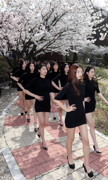 벚꽃 런웨이 화려한 워킹