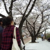 [길을 걷다] 하늘 아래 벚꽃, 그 길을 걷다