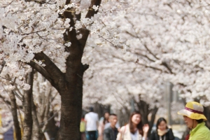 벚꽃 만발한 경기 안양, 과천 오는 7일 축제 팡파르
