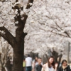 벚꽃 만발한 경기 안양, 과천 오는 7일 축제 팡파르