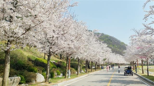 ‘2018 벚꽃축제’