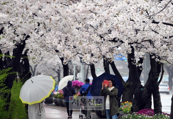 봄비가 내린 5일 오전 서울 여의도 윤중로를 찾은 사람들이 벚꽃은 즐기고 있다. 2018.4.5  도준석 기자 pado@seoul.co.kr