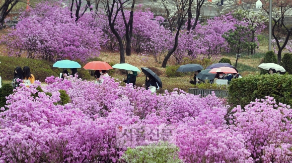 비 와야 꽃 피듯이 