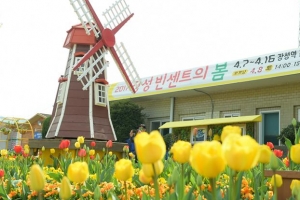 튤립 구경 네덜란드로? 전남에 오세요~