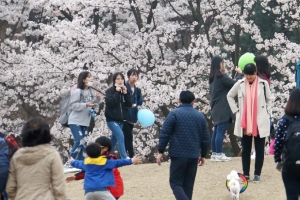 의왕시, 도심 마지막 벚꽃축제 오는 14일 개최
