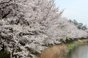 지구온난화 때문?…올해 벚꽃 일주일 빨리 핀다