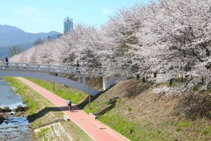 서초, 빛과 벚꽃의 어울림