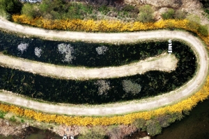 꽃샘추위도 노랑빛에 물러갔네