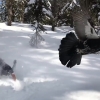 눈 속에 숨어있다 들킨 새 줄행랑 모습