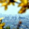 [서울포토] 선명한 봄꽃 너머 뿌연 도시