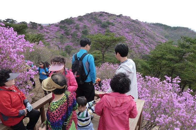 강화 고려산 정상에 형성된 진달래 군락지를 둘러보고 있는 등산객들.