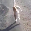 물구나무 서서 도로를 활보하는 고양이