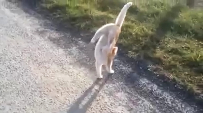 두 앞발로 물구나무를 한 채 길을 걷고 있는 고양이 모습(유튜브 영상 캡처)
